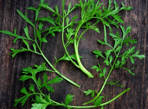 curlygardens|garden cress characteristics.